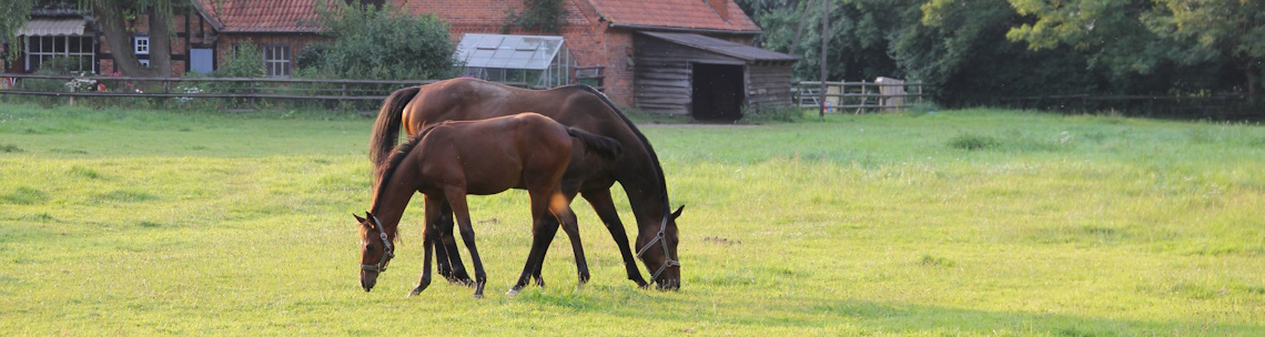 Heide Wirtz-Naujoks_3